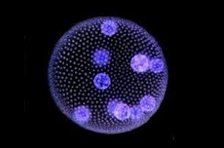 Chemzin Biotox - Cell Biology
